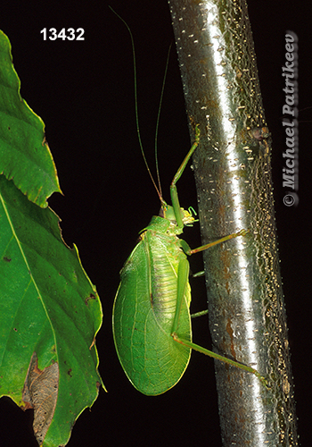True Katydid (Pterophylla camellifolia)